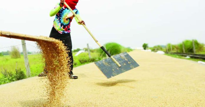 palay_production_compressed_resized The Philippines’ palay production stood at 4,628,990.71 metric tons from April to June this year. PNA PHOTO BY JOAN BONDOC