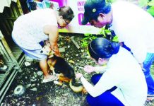 Veterinary personnel conduct rabies prevention and testing activities in Antique as part of the province’s observance of World Rabies Day. The initiative includes free anti-rabies vaccination and faster testing of animal specimens. PN FILE