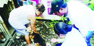 Veterinary personnel conduct rabies prevention and testing activities in Antique as part of the province’s observance of World Rabies Day. The initiative includes free anti-rabies vaccination and faster testing of animal specimens. PN FILE