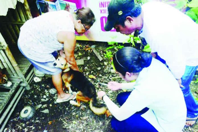 Antique_rabies_vaccination_copy_compressed_resized Veterinary personnel conduct rabies prevention and testing activities in Antique as part of the province’s observance of World Rabies Day. The initiative includes free anti-rabies vaccination and faster testing of animal specimens. PN FILE