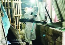 Bacolod’s ASF cases rise to 14, spread to 8 areas The Bacolod City Veterinary Office disinfected identified “ground zero” areas, including backyard swine farms affected by African swine fever (ASF), as part of efforts to contain the spread of the disease. BACOLOD CVO PHOTO