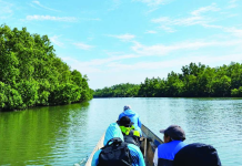 The lush mangrove forests of Gabuc Wetland in Pontevedra, Capiz (left), provide a vital habitat for waterbirds, including the White-collared Kingfisher (right). DENR-Capiz is pushing for the wetland's formal declaration as a protected area to safeguard its rich biodiversity and coastal ecosystem. DENR-CAPIZ PHOTOS