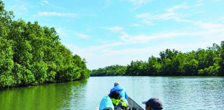 The lush mangrove forests of Gabuc Wetland in Pontevedra, Capiz (left), provide a vital habitat for waterbirds, including the White-collared Kingfisher (right). DENR-Capiz is pushing for the wetland's formal declaration as a protected area to safeguard its rich biodiversity and coastal ecosystem. DENR-CAPIZ PHOTOS