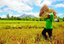 SWS: 33% of Filipinos see economy improving in next 12 months A farmer carries a bundle of harvested palay through a field in Albay. A Social Weather Stations (SWS) survey conducted in June this year shows that 33% of Filipinos anticipate economic improvement over the next year, lifting the country’s net economic optimism score to a "fair" +10 following a sharp dip in early 2026. PHOTO COURTESY OF GMA NEWS