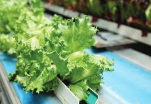 United States officials have linked the intestinal infection outbreak to lettuce imported from Mexico by Taylor Farms, a key supplier for many US food outlets. GETTY IMAGES