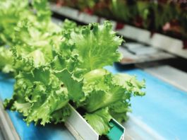 Largest US outbreak of explosive diarrhea parasite over – officials United States officials have linked the intestinal infection outbreak to lettuce imported from Mexico by Taylor Farms, a key supplier for many US food outlets. GETTY IMAGES