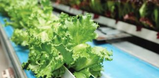 United States officials have linked the intestinal infection outbreak to lettuce imported from Mexico by Taylor Farms, a key supplier for many US food outlets. GETTY IMAGES