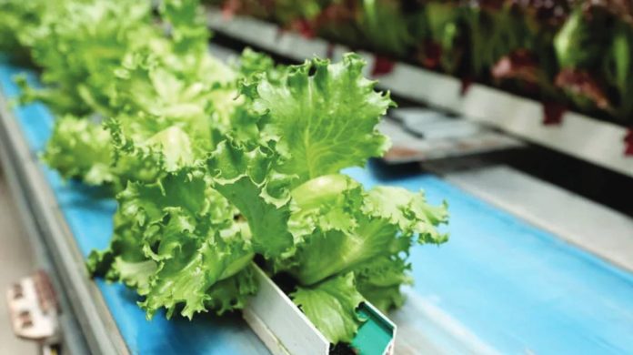 US United States officials have linked the intestinal infection outbreak to lettuce imported from Mexico by Taylor Farms, a key supplier for many US food outlets. GETTY IMAGES