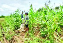 DA, DOE seek cheaper feedstock to expand bioethanol production Farmers in Bindoy, Negros Oriental harvest corn after the crop survived a fall armyworm infestation in this undated photo. The Department of Agriculture on Tuesday, Sept. 1, 2026, says it is studying locally produced corn as a primary alternative feedstock to expand domestic bioethanol production and potentially lower fuel prices in partnership with the Department of Energy. PNA file photo courtesy of DA-PATCO Negros Oriental