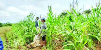 Farmers in Bindoy, Negros Oriental harvest corn after the crop survived a fall armyworm infestation in this undated photo. The Department of Agriculture on Tuesday, Sept. 1, 2026, says it is studying locally produced corn as a primary alternative feedstock to expand domestic bioethanol production and potentially lower fuel prices in partnership with the Department of Energy. PNA file photo courtesy of DA-PATCO Negros Oriental