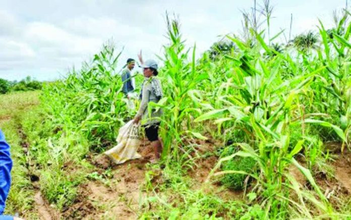 bioethanol_production_compressed_resized Farmers in Bindoy, Negros Oriental harvest corn after the crop survived a fall armyworm infestation in this undated photo. The Department of Agriculture on Tuesday, Sept. 1, 2026, says it is studying locally produced corn as a primary alternative feedstock to expand domestic bioethanol production and potentially lower fuel prices in partnership with the Department of Energy. PNA file photo courtesy of DA-PATCO Negros Oriental