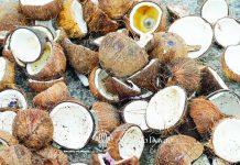 Malaysia explores Davao coconut shells as alternative fuel The Philippine government is eyeing to plant 100 million coconut trees by 2028 to boost the country's coconut industry. This 2026, the Philippine Coconut Authority expects a 5% increase in coconut production. PHOTO FROM AGRI INFO DAVAO