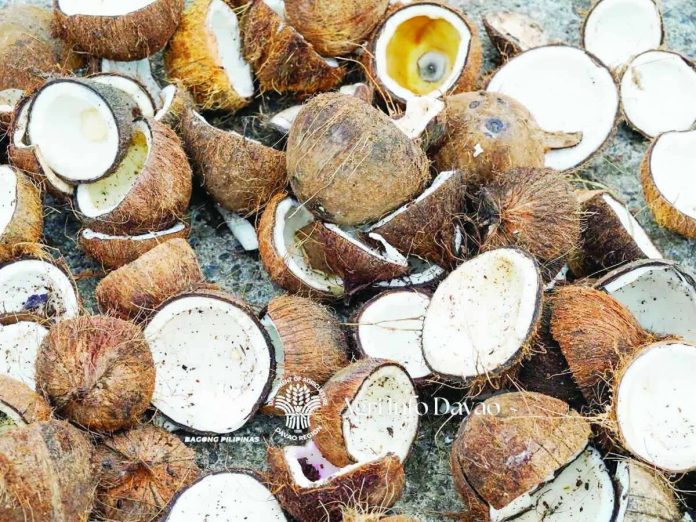 coconut_shells_copy_compressed_resized The Philippine government is eyeing to plant 100 million coconut trees by 2028 to boost the country's coconut industry. This 2026, the Philippine Coconut Authority expects a 5% increase in coconut production. PHOTO FROM AGRI INFO DAVAO