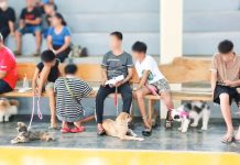 Guimaras steps up rabies prevention measures as animal bites top 4,000 A total of 82 cats and dogs were successfully spayed and neutered in Sibunag, Guimaras during the recent free spay and neuter activity conducted by the municipality, in coordination with the Provincial Veterinary Services Office and Biyaya Animal Care Foundation. MUNICIPALITY OF SIBUNAG, GUIMARAS/FACEBOOK PHOTO