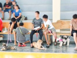 Guimaras steps up rabies prevention measures as animal bites top 4,000 A total of 82 cats and dogs were successfully spayed and neutered in Sibunag, Guimaras during the recent free spay and neuter activity conducted by the municipality, in coordination with the Provincial Veterinary Services Office and Biyaya Animal Care Foundation. MUNICIPALITY OF SIBUNAG, GUIMARAS/FACEBOOK PHOTO