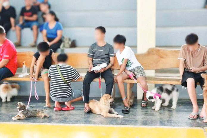 guimaras_rabies_copy_resized A total of 82 cats and dogs were successfully spayed and neutered in Sibunag, Guimaras during the recent free spay and neuter activity conducted by the municipality, in coordination with the Provincial Veterinary Services Office and Biyaya Animal Care Foundation. MUNICIPALITY OF SIBUNAG, GUIMARAS/FACEBOOK PHOTO
