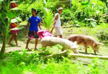 DA backs proposed P210/kilo hog floor price Hog raisers tend to their pigs in a backyard farm in this undated photo. The Department of Agriculture backs the proposal from the hog industry to set the floor price for swine at P210 per kilo. DA CENTRAL VISAYAS PHOTO