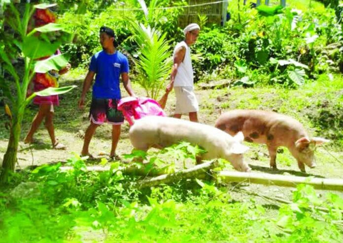 hog_floor_price_compressed_resized Hog raisers tend to their pigs in a backyard farm in this undated photo. The Department of Agriculture backs the proposal from the hog industry to set the floor price for swine at P210 per kilo. DA CENTRAL VISAYAS PHOTO