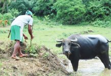 FROM BURDEN TO HOPE: How carabaos, farms and collective action are changing an Aeta community in Capiz PARTNER IN PROGRESS. A farmer tends to a carabao in Dumarao, Capiz, where government-provided farm animals have become valuable partners of the Aeta community — easing farm work, improving productivity and opening additional sources of income. DA-WV FACEBOOK