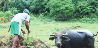 FROM BURDEN TO HOPE: How carabaos, farms and collective action are changing an Aeta community in Capiz PARTNER IN PROGRESS. A farmer tends to a carabao in Dumarao, Capiz, where government-provided farm animals have become valuable partners of the Aeta community — easing farm work, improving productivity and opening additional sources of income. DA-WV FACEBOOK