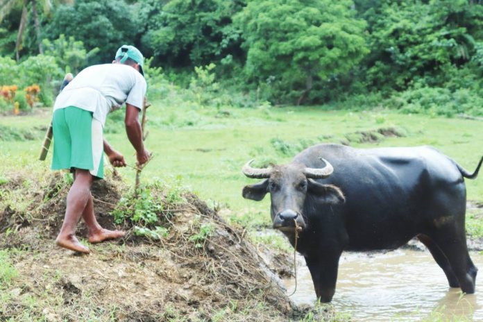 PARTNER IN PROGRESS. A farmer tends to a carabao in Dumarao, Capiz, where government-provided farm animals have become valuable partners of the Aeta community — easing farm work, improving productivity and opening additional sources of income. DA-WV FACEBOOK
