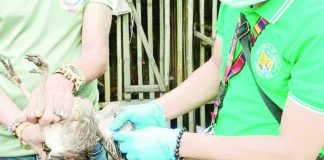 Veterinary personnel conduct blood sampling and swabbing of poultry in Dumangas and Estancia, Iloilo as part of intensified surveillance against avian influenza. The two towns are among six coastal municipalities identified as high-risk areas due to sightings of migratory birds. The province is seeking to maintain its bird flu-free status. ILOILO OPVET