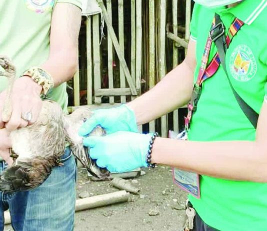 Veterinary personnel conduct blood sampling and swabbing of poultry in Dumangas and Estancia, Iloilo as part of intensified surveillance against avian influenza. The two towns are among six coastal municipalities identified as high-risk areas due to sightings of migratory birds. The province is seeking to maintain its bird flu-free status. ILOILO OPVET