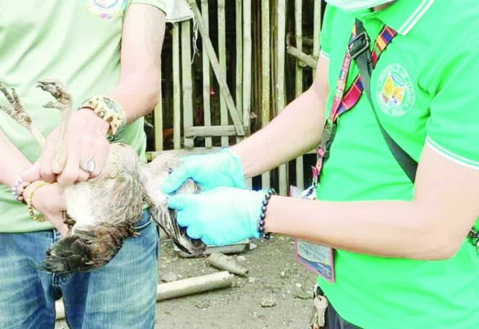 ime bird flu Dumangas 1_compressed Veterinary personnel conduct blood sampling and swabbing of poultry in Dumangas and Estancia, Iloilo as part of intensified surveillance against avian influenza. The two towns are among six coastal municipalities identified as high-risk areas due to sightings of migratory birds. The province is seeking to maintain its bird flu-free status. ILOILO OPVET