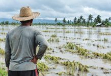 P4-million aid reaches 690 WV farmers, fishers hit by typhoons, drought, ASF, pests A farmer surveys his flooded rice field devastated by torrential monsoon rains – a heavy toll that extreme weather can take on agricultural livelihoods. In Western Visayas, 690 farmers and fisherfolk recently received more than P4 million in insurance payments for losses caused by typhoons, drought, pests, African Swine Fever and other threats. PN