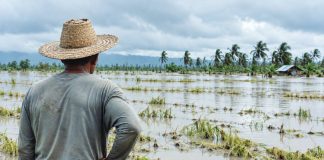A farmer surveys his flooded rice field devastated by torrential monsoon rains – a heavy toll that extreme weather can take on agricultural livelihoods. In Western Visayas, 690 farmers and fisherfolk recently received more than P4 million in insurance payments for losses caused by typhoons, drought, pests, African Swine Fever and other threats. PN
