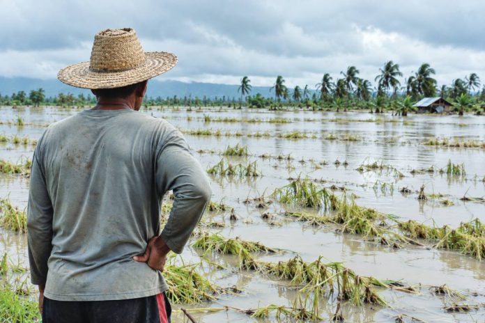 A farmer surveys his flooded rice field devastated by torrential monsoon rains – a heavy toll that extreme weather can take on agricultural livelihoods. In Western Visayas, 690 farmers and fisherfolk recently received more than P4 million in insurance payments for losses caused by typhoons, drought, pests, African Swine Fever and other threats. PN