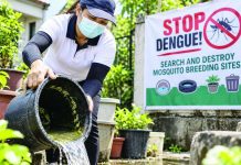 266 dengue cases in one week; Iloilo Province death toll hits 12 Amid the continuing increase in dengue cases, the Iloilo Provincial Health Office reiterates its “search and destroy” strategy, urging residents to regularly inspect their homes and surroundings and eliminate stagnant water and other potential breeding sites of Aedes aegypti mosquitoes. PN PHOTO