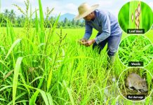 A farmer inspects his rice field. Western Visayas agriculture authorities flag rising weed infestation and leaf blast, along with renewed rat damage, as emerging threats to the region’s rice crop. Regional weed cover reached 9.42 percent in August, promting farmers to intensify field monitoring and adopt timely integrated pest management measures. PN