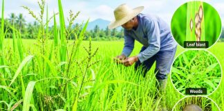 Weeds, leaf blast could jeopardize Western Visayas rice production A farmer inspects his rice field. Western Visayas agriculture authorities flag rising weed infestation and leaf blast, along with renewed rat damage, as emerging threats to the region’s rice crop. Regional weed cover reached 9.42 percent in August, promting farmers to intensify field monitoring and adopt timely integrated pest management measures. PN