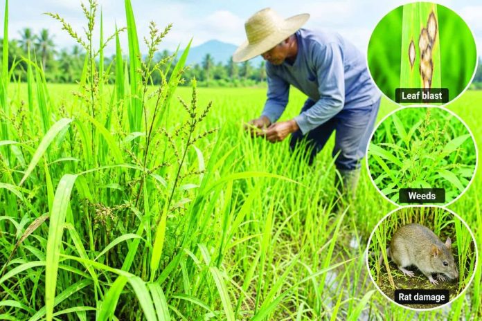 A farmer inspects his rice field. Western Visayas agriculture authorities flag rising weed infestation and leaf blast, along with renewed rat damage, as emerging threats to the region’s rice crop. Regional weed cover reached 9.42 percent in August, promting farmers to intensify field monitoring and adopt timely integrated pest management measures. PN