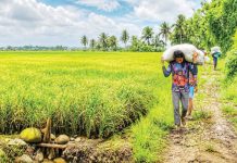 P3-billion crop safety net for 164K WV farmers; Insurance shields 137K hectares of farms vs disasters, pests Farmers work amid the sprawling rice fields of Barangay Tigum, Pavia, Iloilo. A total of 164,966 rice and corn farmers across Western Visayas, including Negros Occidental, are covered by government-subsidized crop insurance for the first cropping season of 2026 through the Philippine Crop Insurance Corporation under the Registry System for Basic Sectors in Agriculture. The coverage provides farmers a financial safety net against natural calamities, pests, diseases and other threats to agricultural production. ALLEN ANIMAS/PN