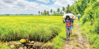 Farmers work amid the sprawling rice fields of Barangay Tigum, Pavia, Iloilo. A total of 164,966 rice and corn farmers across Western Visayas, including Negros Occidental, are covered by government-subsidized crop insurance for the first cropping season of 2026 through the Philippine Crop Insurance Corporation under the Registry System for Basic Sectors in Agriculture. The coverage provides farmers a financial safety net against natural calamities, pests, diseases and other threats to agricultural production. ALLEN ANIMAS/PN