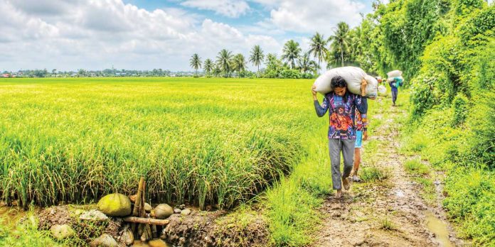 Farmers work amid the sprawling rice fields of Barangay Tigum, Pavia, Iloilo. A total of 164,966 rice and corn farmers across Western Visayas, including Negros Occidental, are covered by government-subsidized crop insurance for the first cropping season of 2026 through the Philippine Crop Insurance Corporation under the Registry System for Basic Sectors in Agriculture. The coverage provides farmers a financial safety net against natural calamities, pests, diseases and other threats to agricultural production. ALLEN ANIMAS/PN