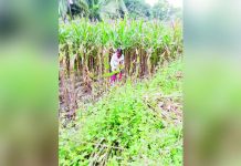 Low palay, corn production likely in 3Q — PSA Farmer Merna Cambel harvests NK 6410 hybrid corn from her farmland in Barangay Barangbang in Leon, Iloilo. The Philippine Statistics Authority has projected corn production in the third quarter of 2026 to drop 14.4% year-on-year to 2.08 million metric tons from 2.43 million metric tons in the same period last year. MUNICIPAL AGRICULTURE OFFICE OF LEON, ILOILO/FACEBOOK PHOTO