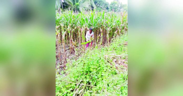 Farmer Merna Cambel harvests NK 6410 hybrid corn from her farmland in Barangay Barangbang in Leon, Iloilo. The Philippine Statistics Authority has projected corn production in the third quarter of 2026 to drop 14.4% year-on-year to 2.08 million metric tons from 2.43 million metric tons in the same period last year. MUNICIPAL AGRICULTURE OFFICE OF LEON, ILOILO/FACEBOOK PHOTO