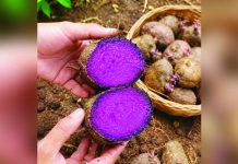 DA suspends raw ube exports as it aims to boost production The Department of Agriculture has indefinitely suspended raw exports of the purple yam as it bids to increase domestic production. RIHANNA’S GOLDEN BAMBOO SUPPLIER PH/FACEBOOK PHOTO
