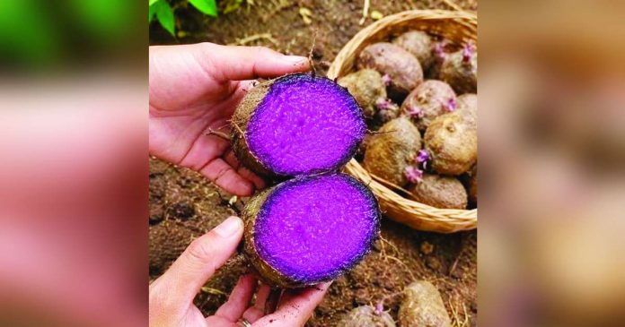 raw ube_compressed_superimposed The Department of Agriculture has indefinitely suspended raw exports of the purple yam as it bids to increase domestic production. RIHANNA’S GOLDEN BAMBOO SUPPLIER PH/FACEBOOK PHOTO