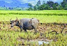 The province of Antique strengthens preparations for a possible prolonged El Niño, with measures focused on protecting crops, livestock, and livelihoods from extreme heat and water scarcity. As of April 2026, about 43,363 hectares of rice, 1,337 hectares of rain-fed corn, and more than 52,000 hectares of high-value crops in the province were identified as at risk of water stress and possible yield losses. PROVINCE OF ANTIQUE PHOTO