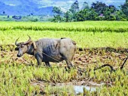 The province of Antique strengthens preparations for a possible prolonged El Niño, with measures focused on protecting crops, livestock, and livelihoods from extreme heat and water scarcity. As of April 2026, about 43,363 hectares of rice, 1,337 hectares of rain-fed corn, and more than 52,000 hectares of high-value crops in the province were identified as at risk of water stress and possible yield losses. PROVINCE OF ANTIQUE PHOTO