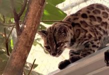 New wild cat species discovered – with only one known living member A small spotted feline from the forests of Bolivia has been confirmed as a new species. The cat has a black nose, a striped forehead and triangular ears. Its coat is grey-brown and it has spots like a leopard. PAOLA NOGALES-ASCARRUNZ / JULIE VAN COLLIE