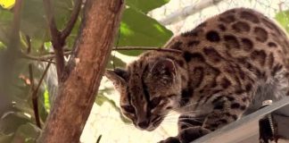New wild cat species discovered – with only one known living member A small spotted feline from the forests of Bolivia has been confirmed as a new species. The cat has a black nose, a striped forehead and triangular ears. Its coat is grey-brown and it has spots like a leopard. PAOLA NOGALES-ASCARRUNZ / JULIE VAN COLLIE