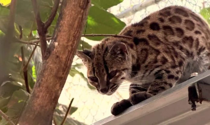 Bolivia_compressed_resized A small spotted feline from the forests of Bolivia has been confirmed as a new species. The cat has a black nose, a striped forehead and triangular ears. Its coat is grey-brown and it has spots like a leopard. PAOLA NOGALES-ASCARRUNZ / JULIE VAN COLLIE