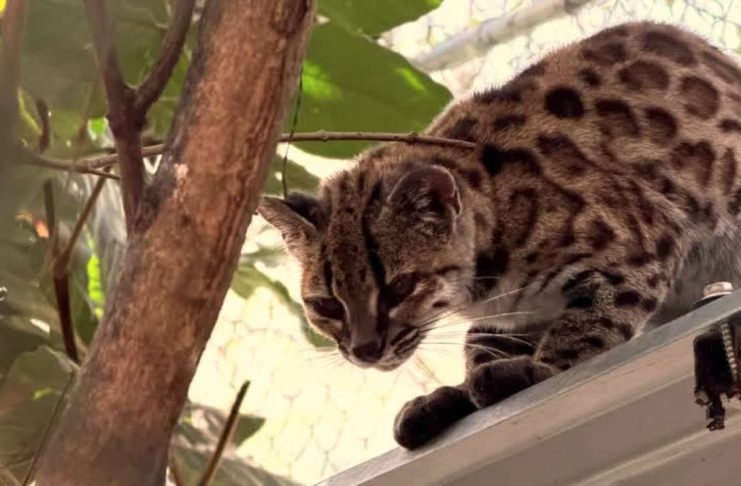 New wild cat species discovered – with only one known living member A small spotted feline from the forests of Bolivia has been confirmed as a new species. The cat has a black nose, a striped forehead and triangular ears. Its coat is grey-brown and it has spots like a leopard. PAOLA NOGALES-ASCARRUNZ / JULIE VAN COLLIE
