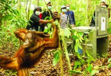 Orangutans were rescued from wildfires in Borneo over the summer that threatened their habitats. Muffidz Ma'sum/Yiara/MoEF