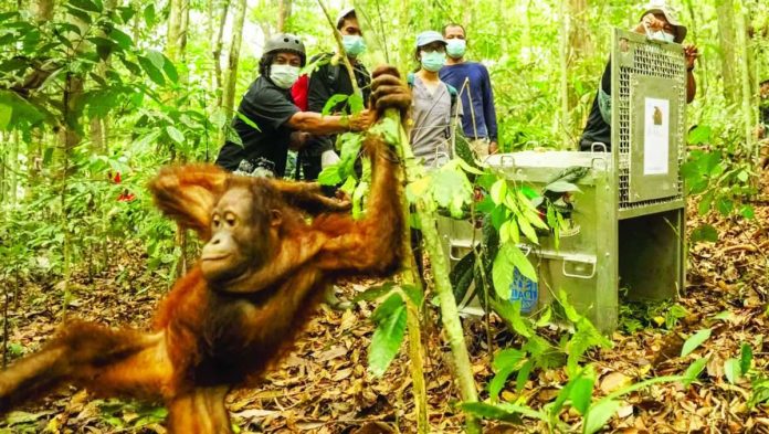 Orangutans were rescued from wildfires in Borneo over the summer that threatened their habitats. Muffidz Ma'sum/Yiara/MoEF